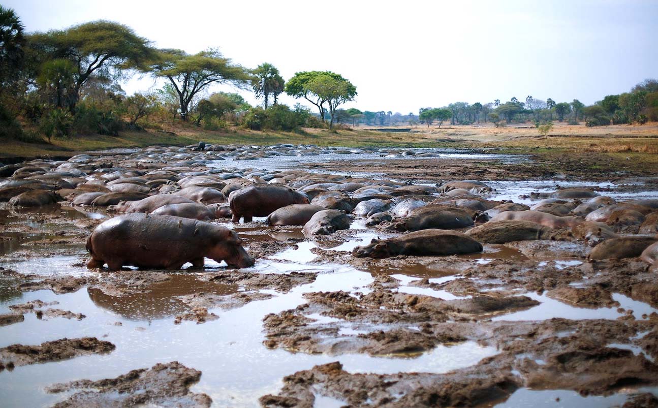 Katavi National Park