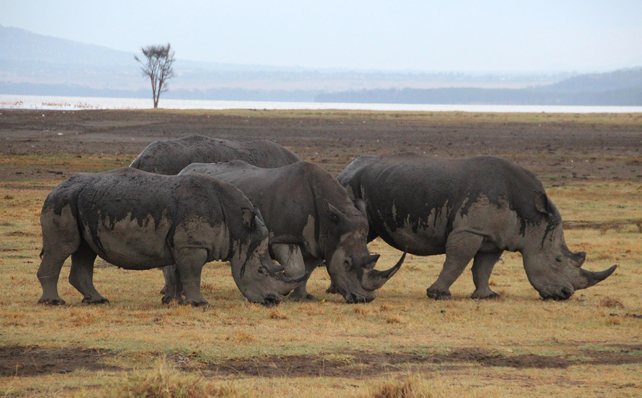 Lake Nakuru National Park