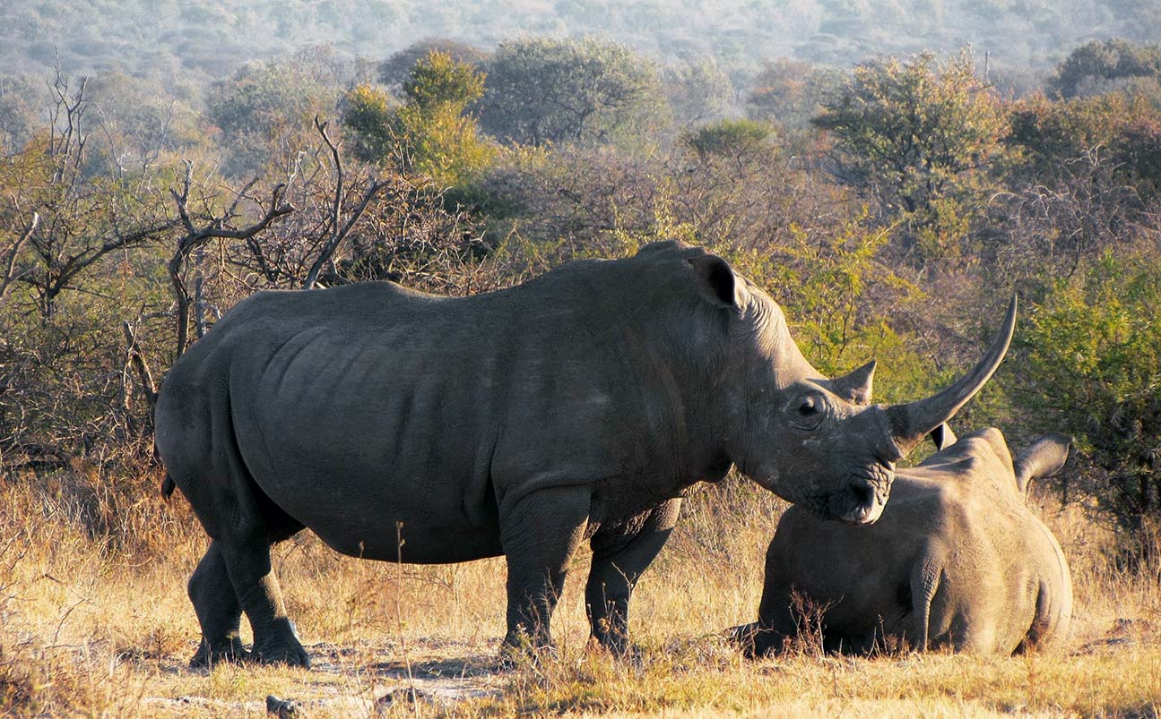 Ol Pejeta Conservancy