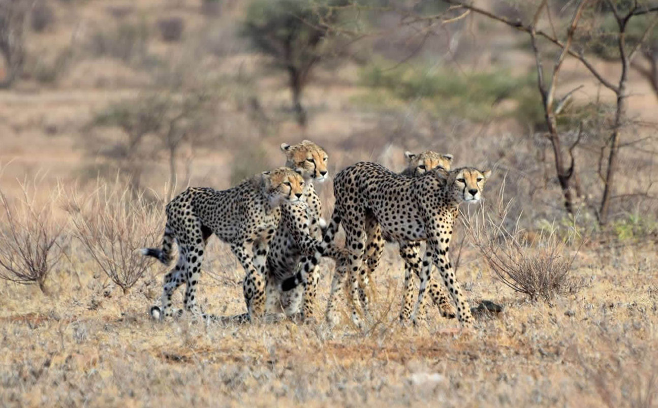 Ruaha National Park