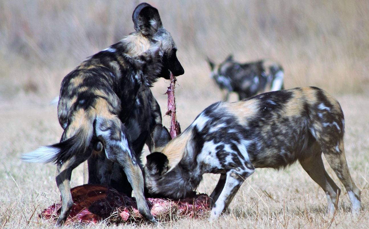 Selous Game Reserve