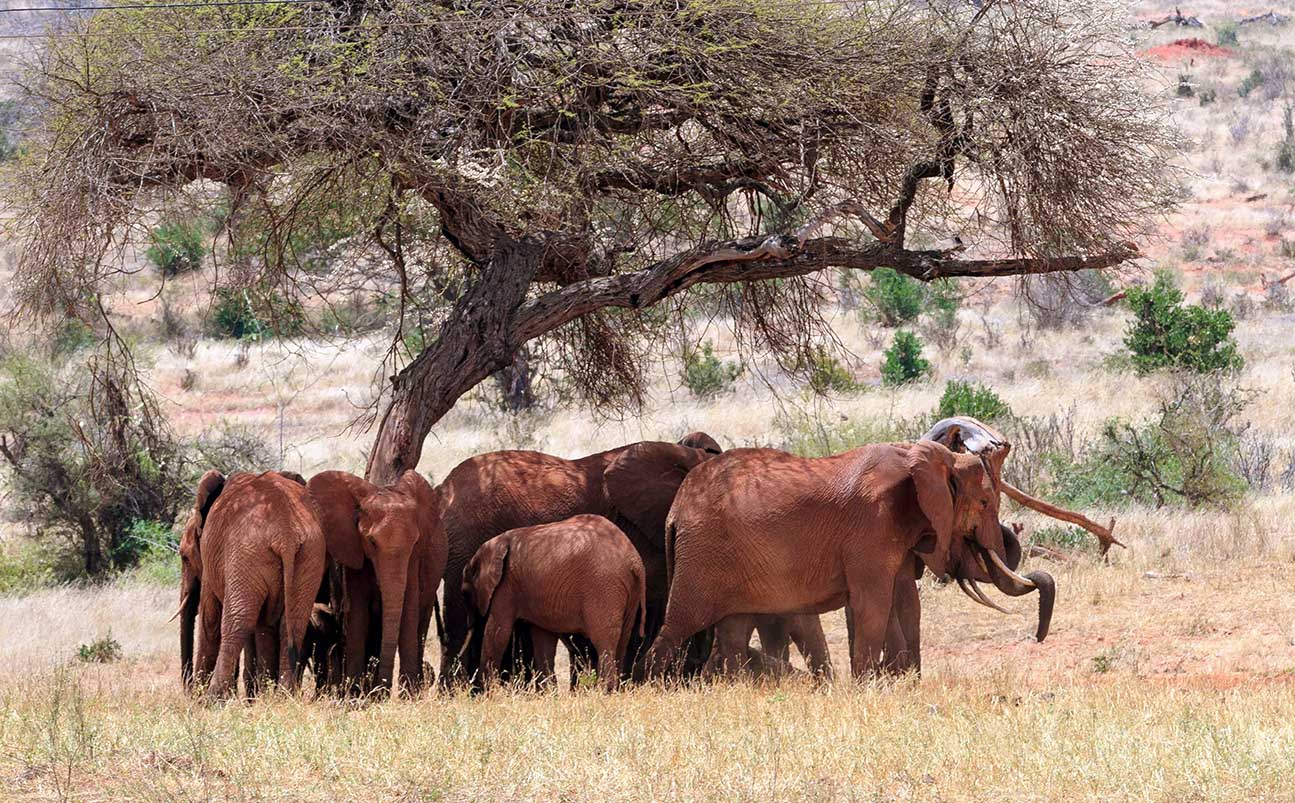 Tsavo East National Park